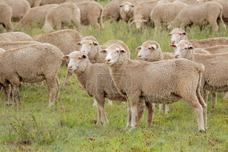 Téléchargez les photos : Moutons mérinos en liberté sur une ferme rurale sud-africaine - en image libre de droit