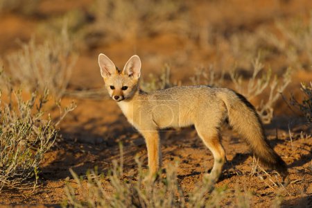 Téléchargez les photos : Un renard du Cap (Vulpes chama) au petit matin, désert du Kalahari, Afrique du Sud - en image libre de droit