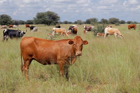 Foto de Rebaño de ganado de pastoreo en pastos en una granja rural, Sudáfrica - Imagen libre de derechos