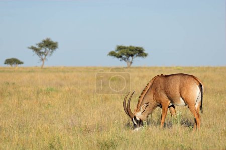 Téléchargez les photos : Une antilope roan (Hippotragus equinus) rare dans les prairies ouvertes, parc national de Mokala, Afrique du Sud - en image libre de droit