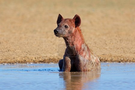 Téléchargez les photos : Hyène maculée (Crocuta crocuta) couverte de sang en eau peu profonde, désert du Kalahari, Afrique du Sud - en image libre de droit