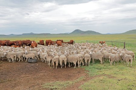 Foto de Ovejas y bovinos merino de campo libre en pastizales naturales en una granja rural sudafricana - Imagen libre de derechos