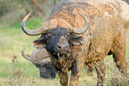 Téléchargez les photos : Portrait d'un buffle africain (Syncerus caffer) recouvert de boue, parc national de Mokala, Afrique du Sud - en image libre de droit