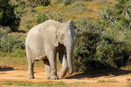 Photo for An African elephant (Loxodonta africana) walking in natural habitat, Addo Elephant National Park, South Africa - Royalty Free Image