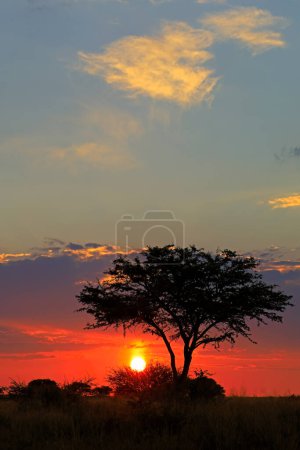 Foto de Scenic African savannah sunset with silhouetted tree and red sky, Sudáfrica - Imagen libre de derechos