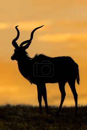 Photo for Male kudu antelope (Tragelaphus strepsiceros) silhouetted against an orange sky, South Africa - Royalty Free Image