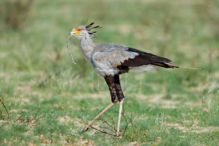 Téléchargez les photos : Un secrétaire oiseau (Sagittarius serpentarius) chassant dans un habitat naturel, Afrique du Sud - en image libre de droit