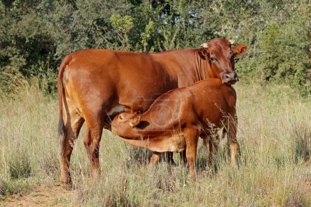 Foto de Vaca de campo libre con ternero lactante en una granja rural, Sudáfrica - Imagen libre de derechos