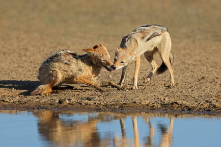Photo for Pair of black-backed jackals (Canis mesomelas) Interacting, Kalahari desert, South Africa - Royalty Free Image