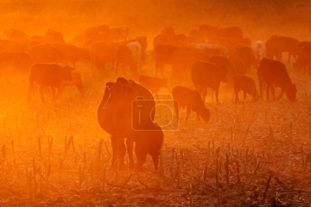 Foto de Silueta de ganado de campo libre caminando en el campo polvoriento al atardecer, Sudáfrica - Imagen libre de derechos