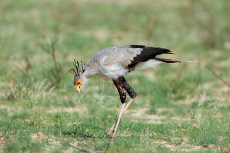 Foto de Un ave secretaria (Sagittarius serpentarius) cazando en hábitat natural, Sudáfrica - Imagen libre de derechos