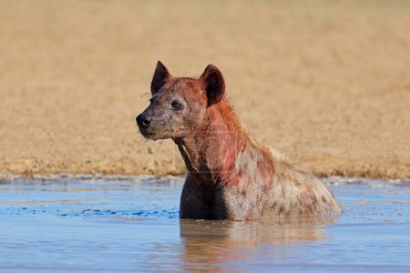 Téléchargez les photos : Hyène maculée (Crocuta crocuta) couverte de sang en eau peu profonde, désert du Kalahari, Afrique du Sud - en image libre de droit