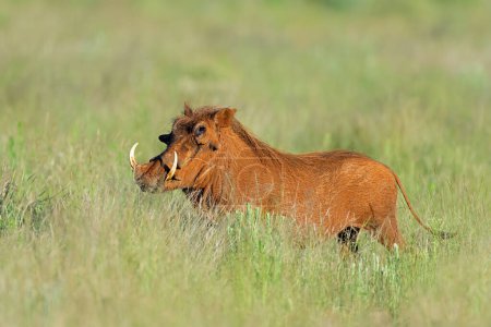 Photo for A warthog (Phacochoerus africanus) in natural habitat, Mokala National Park, South Africa - Royalty Free Image