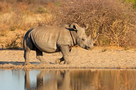 Photo for A white rhinoceros (Ceratotherium simum) at a waterhole with reflection, South Africa - Royalty Free Image