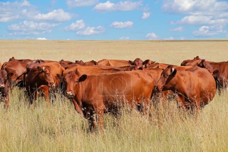Rebaño de ganado de campo en prados de una granja rural, Sudáfrica
