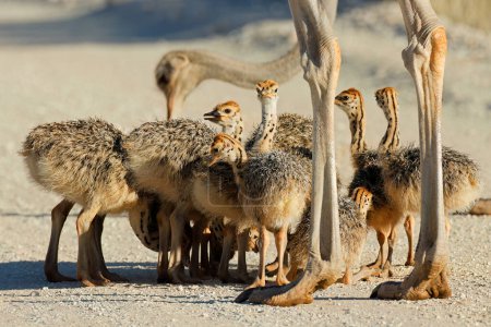 Téléchargez les photos : Progéniture de petits poussins d'autruche (Struthio camelus) dans un habitat naturel, désert du Kalahari, Afrique du Sud - en image libre de droit