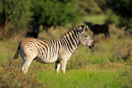 Photo for A plains zebra (Equus burchelli) in natural habitat, Mokala National Park, South Africa - Royalty Free Image
