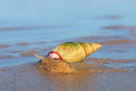 Téléchargez les photos : Plough snail (Bulliua digitalis), une espèce d'escargot de mer, sur la plage, Afrique du Sud - en image libre de droit