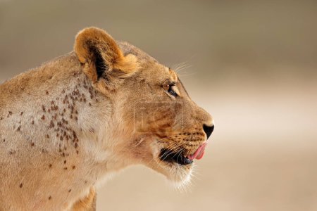Téléchargez les photos : Portrait d'une lionne africaine (Panthera leo), désert du Kalahari, Afrique du Sud - en image libre de droit