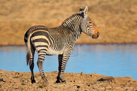 Foto de Una cebra de montaña del Cabo (Equus zebra) en un pozo de agua, Parque Nacional de Cebra de Montaña, Sudáfrica - Imagen libre de derechos
