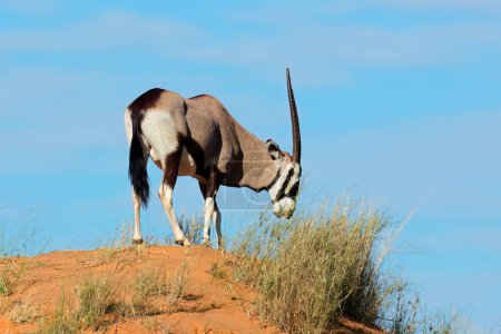 Photo for A gemsbok antelope (Oryx gazella) on a red sand dune, Kalahari desert, South Africa - Royalty Free Image