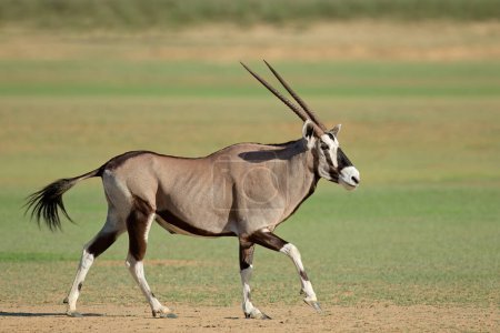 Téléchargez les photos : Une antilope gemsbok (Oryx gazella) en marche, désert du Kalahari, Afrique du Sud - en image libre de droit