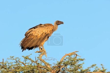 Téléchargez les photos : A white-backed vulture (Gyps africanus) perched on a tree against a blue sky, South Africa - en image libre de droit