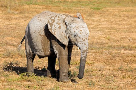 Téléchargez les photos : Un jeune éléphant d'Afrique (Loxodonta africana), Addo Elephant National Park, Afrique du Sud - en image libre de droit