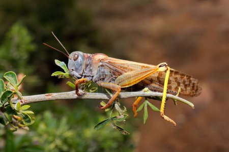 Photo for A brown locusts (Locustana pardalina) sitting on a branch, South Africa - Royalty Free Image