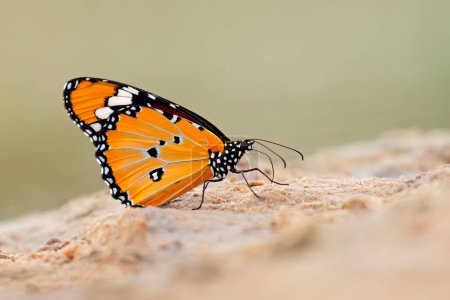 Photo for An African monarch (Danaus chrysippus) butterfly sitting on sand, South Africa - Royalty Free Image