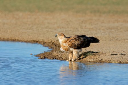 Photo for A tawny eagle (Aquila rapax) drinking water, Kalahari desert, South Africa - Royalty Free Image