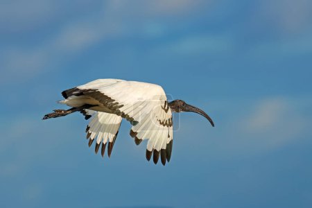 Téléchargez les photos : Un ibis africain sacré (Threskiornis aethiopicus) en vol à ailes ouvertes, Afrique du Sud - en image libre de droit