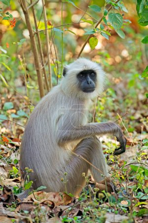 Téléchargez les photos : Un singe gris (Semnopithecus entellus) dans un habitat naturel, parc national de Kanha, Inde - en image libre de droit