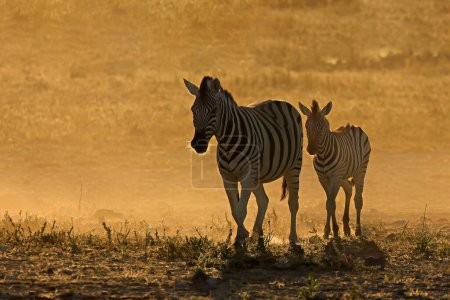 Foto de Plains zebras (Equus burchelli) in dust at sunrise, Etosha National Park, Namibia - Imagen libre de derechos