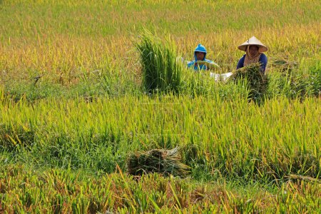 Foto de Ubud, Bali, Indonesia - 6 de septiembre de 2019: Los agricultores locales que trabajan en un arrozal rural - el arroz ocupa el lugar central en la cultura y la cocina indonesia - Imagen libre de derechos