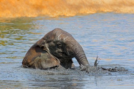 Téléchargez les photos : Un éléphant d'Afrique (Loxodonta africana) jouant dans un trou d'eau boueux, parc national d'Addo Elephant, Afrique du Sud - en image libre de droit