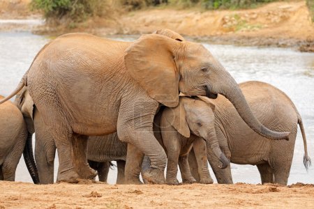 African elephant (Loxodonta africana) cow with calf, Addo Elephant National park, South Africa