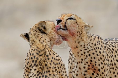 Foto de Par de guepardos (Acinonyx jubatus) acicalándose unos a otros después de alimentarse, desierto de Kalahari, Sudáfrica - Imagen libre de derechos