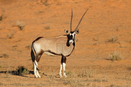 Téléchargez les photos : Une antilope gemsbok (Oryx gazella) dans un habitat naturel, désert du Kalahari, Afrique du Sud - en image libre de droit