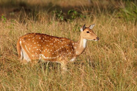 Photo for A female spotted deer or chital (Axis axis) in natural habitat, Kanha National Park, India - Royalty Free Image