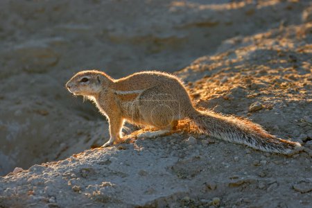 Téléchargez les photos : Un écureuil terrestre (Xerus inaurus) en fin d'après-midi, désert du Kalahari, Afrique du Sud - en image libre de droit