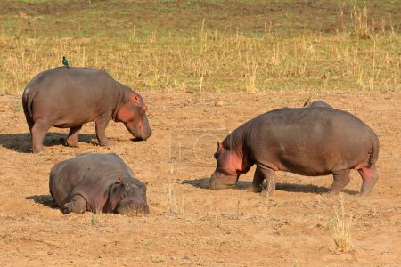 Foto de Tres hipopótamos (Hippopotamus amphibius) en tierra, Parque Nacional Kruger, Sudáfrica - Imagen libre de derechos