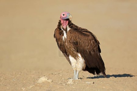 Téléchargez les photos : Un vautour à face de lapin (Torgos tracheliotus) assis sur le sol, Afrique du Sud - en image libre de droit