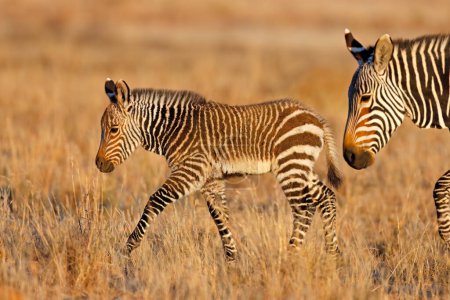 Téléchargez les photos : Un jeune poulain zèbre de montagne du Cap (Equus zebra), parc national Mountain Zebra, Afrique du Sud - en image libre de droit