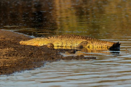 Téléchargez les photos : Un grand crocodile du Nil se prélasse dans l'habitat naturel, parc national Kruger, Afrique du Sud - en image libre de droit