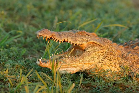 Foto de Retrato de un gran cocodrilo del Nilo (Crocodylus niloticus) con mandíbulas abiertas, Parque Nacional Kruger, Sudáfrica - Imagen libre de derechos
