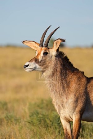 Téléchargez les photos : Portrait d'une rare antilope roan (Hippotragus equinus), parc national de Mokala, Afrique du Sud - en image libre de droit