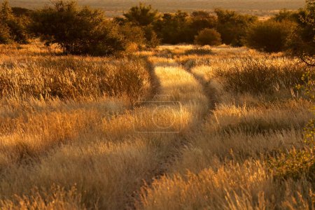 Foto de Camino rural a través de hierbas doradas que brillan en la cálida luz del atardecer, Sudáfrica - Imagen libre de derechos