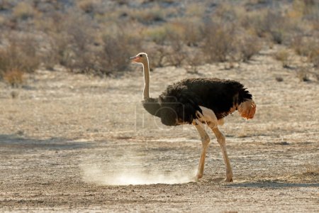 Téléchargez les photos : Autruche femelle (Struthio camelus) dans un habitat naturel, désert du Kalahari, Afrique du Sud - en image libre de droit