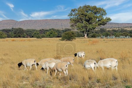 Photo for Free-range dorper sheep grazing in native grassland on a rural South African farm - Royalty Free Image